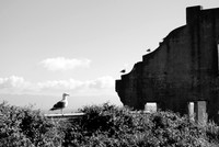 Alcatraz